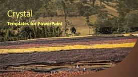  Presentation with region - PPT theme featuring coffee-cherries-drying background and a  colored foreground