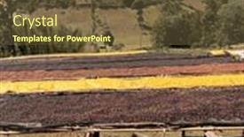  Presentation with region - Slides consisting of coffee-cherries-drying background and a  colored foreground