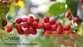  Presentation with coffee - Presentation theme enhanced with arabica - coffee cherries background and a seafoam green colored foreground