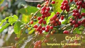  Presentation with plants - Slides with coffee cherries background and a tawny brown colored foreground
