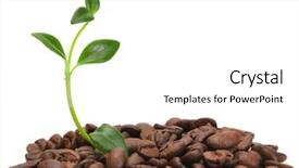  Presentation with sustainable coffee competition - Colorful slides enhanced with coffee grains and coffee leaf backdrop and a  colored foreground