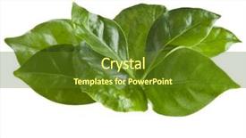  Presentation with close up dumb cane leaves - Theme having coffee leaves heap close up background and a tawny brown colored foreground