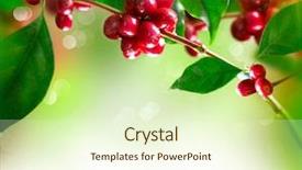  Presentation with coffee beans - Presentation with coffee plant red coffee beans background and a cream colored foreground