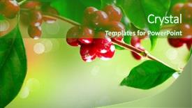  Presentation with coffee beans - Theme enhanced with coffee plant red coffee beans background and a forest green colored foreground