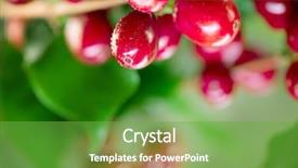  Presentation with seed growing - PPT layouts consisting of branch of coffee tree background and a seafoam green colored foreground