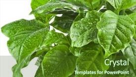  Presentation with growing tree - Cool new PPT theme with coffee plant tree growing seedling backdrop and a tawny brown colored foreground