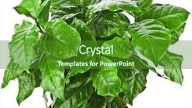  Presentation with growing tree - Slide deck consisting of coffee plant tree growing seedling background and a forest green colored foreground