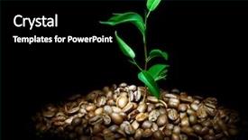  Presentation with coffee borders - Amazing slide deck having coffee plant backdrop and a black colored foreground