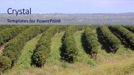  Presentation with coffee brazil - PPT theme featuring coffee plantation coffee farm coffee background and a sky blue colored foreground