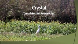  Presentation with coffee plantation coffee farm coffee - Cool new slides with coffee plantation coffee farm coffee backdrop and a dark gray colored foreground