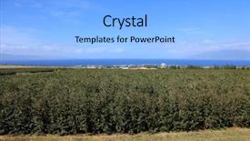  Presentation with coffee plantation coffee farm coffee - PPT layouts enhanced with coffee plantation coffee farm coffee background and a  colored foreground