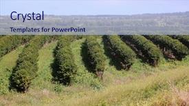  Presentation with coffee plantation coffee farm coffee - Colorful PPT theme enhanced with coffee plantation coffee farm coffee backdrop and a sky blue colored foreground