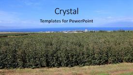  Presentation with coffee plantation coffee farm coffee - Amazing PPT layouts having coffee plantation coffee farm coffee backdrop and a  colored foreground