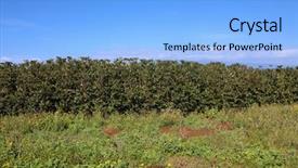  Presentation with coffee plantation coffee farm coffee - Colorful slide deck enhanced with coffee plantation coffee farm coffee backdrop and a light blue colored foreground