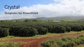  Presentation with coffee plantation coffee farm coffee - Audience pleasing PPT layouts consisting of coffee plantation coffee farm coffee backdrop and a light blue colored foreground