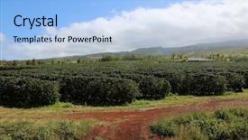  Presentation with maui - Cool new theme with coffee plantation coffee farm coffee backdrop and a light blue colored foreground