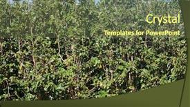  Presentation with coffee plantation coffee farm coffee - PPT layouts enhanced with coffee plantation coffee farm coffee background and a  colored foreground