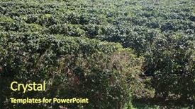 Presentation with coffee plantation coffee farm coffee - Colorful theme enhanced with coffee plantation coffee farm coffee backdrop and a tawny brown colored foreground