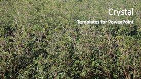  Presentation with coffee plantation coffee farm coffee - Audience pleasing slides consisting of coffee plantation coffee farm coffee backdrop and a  colored foreground