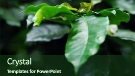  Presentation with green coffee - Colorful slide deck enhanced with vietnam trees - coffee plantation green coffee leaf backdrop and a forest green colored foreground