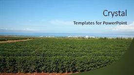  Presentation with plantation - Theme featuring coffee plantation on maui hawaii background and a light blue colored foreground