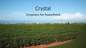 Presentation with maui - Cool new presentation theme with coffee plantation on maui hawaii backdrop and a light blue colored foreground