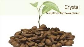  Presentation with plant okra - Audience pleasing PPT theme consisting of coffee plants - young plant on the white backdrop and a soft green colored foreground