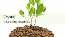  Presentation with young plant - Cool new PPT layouts with coffee plants - young plant on the white backdrop and a blonde colored foreground