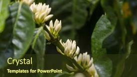  Presentation with plantation - Theme consisting of coffee-tree-blossom-with-white background and a tawny brown colored foreground