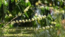  Presentation with plantation - Presentation featuring coffee-tree-blossom-with-white background and a tawny brown colored foreground