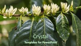  Presentation with plantation - Slide deck having coffee-tree-blossom-with-white background and a tawny brown colored foreground