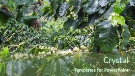  Presentation with plantation - Presentation design featuring coffee-tree-blossom-with-white background and a tawny brown colored foreground