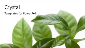  Presentation with plants - Colorful slides enhanced with coffee tree leaves isolated backdrop and a white colored foreground