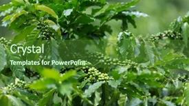  Presentation with unripe - Presentation design with coffee tree plantation with unripe background and a forest green colored foreground