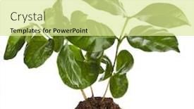  Presentation with sprout - Beautiful presentation theme featuring coffee tree sprout backdrop and a blonde colored foreground