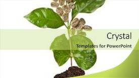  Presentation with green coffee - PPT layouts enhanced with coffee-tree-with-green-grains background and a yellow colored foreground