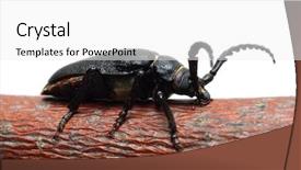  Presentation with black white tree - Beautiful slides featuring cogs tree - large black beetle on branch backdrop and a  colored foreground