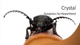  Presentation with branch - Theme with cogs tree - large black beetle on branch background and a  colored foreground