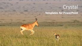  Presentation with grass - PPT theme consisting of coke-s-hartebeest-alcelaphus-buselaphus and a gray colored foreground
