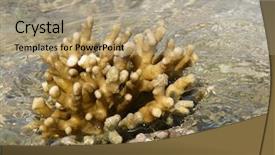  Presentation with bridge over troubled water - Amazing presentation design having cokelate - coral over clear water backdrop and a coral colored foreground