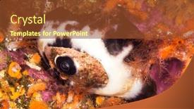  Presentation with cold water - Theme having cold-water-keyhole-limpet-crawls background and a tawny brown colored foreground