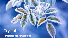  Presentation with weather - Presentation design consisting of cold weather - brunch in frost - very background and a teal colored foreground