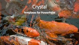  Presentation with fish nile tilapia - Beautiful PPT layouts featuring coler - big group of colored fish backdrop and a  colored foreground