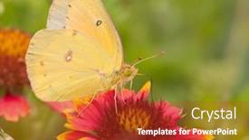  Presentation with orange butterfly - Colorful slide deck enhanced with colias eurytheme orange sulphur butterfly feeding on an indian blanketflower backdrop and a crimson colored foreground