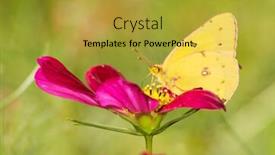  Presentation with sulphur - Slide deck having colias eurytheme orange sulphur butterfly feeding on a deep red cosmos flower background and a yellow colored foreground