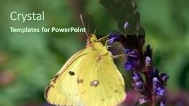  Presentation with yellow - Beautiful PPT layouts featuring colias-hyale-the-pale-clouded backdrop and a tawny brown colored foreground