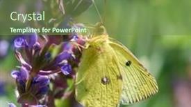  Presentation with iris flower yellow - Theme having colias-hyale-the-pale-clouded background and a seafoam green colored foreground