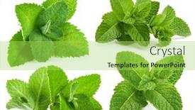  Presentation with green leaf - Theme with collage-mix-set-of-fresh background and a yellow colored foreground