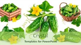  Presentation with green leaf - Audience pleasing PPT layouts consisting of collage-mix-set-of-fresh backdrop and a mint green colored foreground