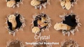  Presentation with kitten - Slide set having collage-of-an-adorable-kitten background and a coral colored foreground